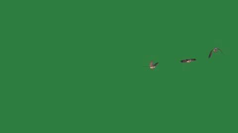 Two birds flying in the sky on a and with bunch of flowers it air kite Stock-Footage 335979815