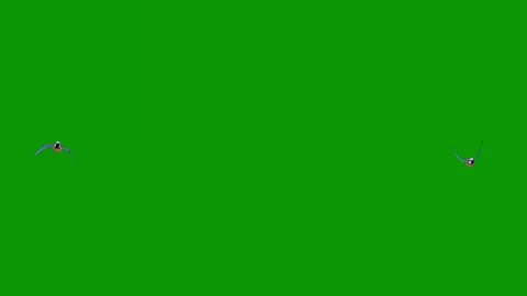 Two birds flying in sky  green screen bird group are air animated chromakey Stockbeeldmateriaal 314068368