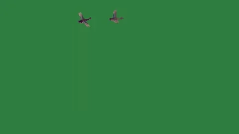 Two birds flying in the sky on Green screen and air bird are with emotion Stock-Footage 335979019