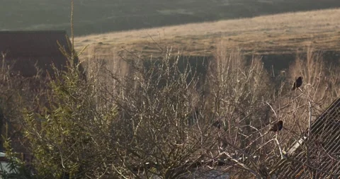 Two birds Stock Footage 131406656