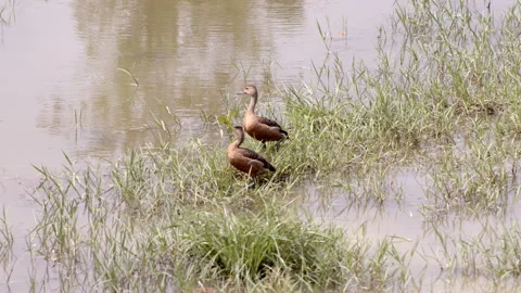 Two birds Stock Footage 295271678