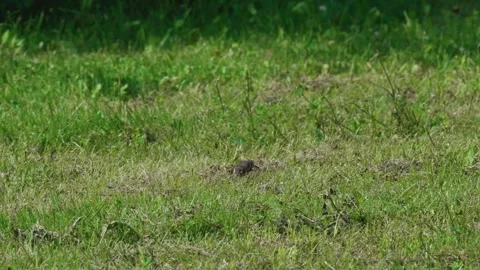 Two birds Stock Footage 317379111