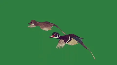 Two birds on a green screen and flying in the air are couple of ducks through Video stock 335129853