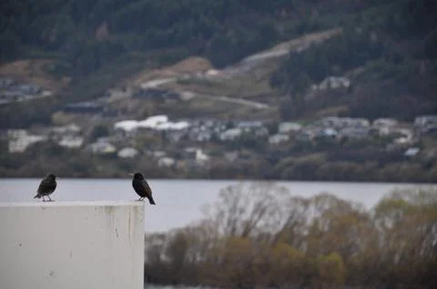 Two birds hanging out on a ledge on a winter day near Lake Wakatipu Stock Photos