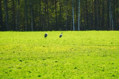Two birds heron Stock Photos