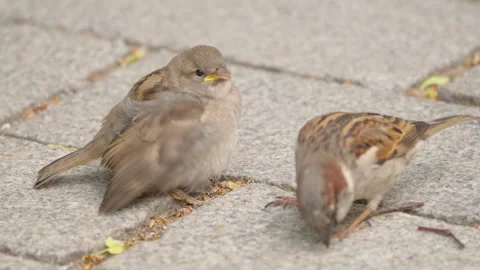 Two birds hopping and picking up foods on the ground in Estonia Stock Footage 247080985