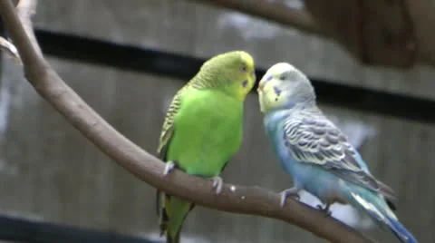 Two birds kissing with focusing. Stock Footage