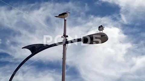 Two birds on lamppost Stock Photos