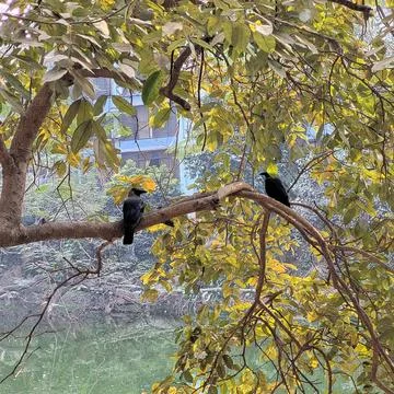 Two birds, likely house crows (*Corvus splendens*), perch on tree branches. Foto stock