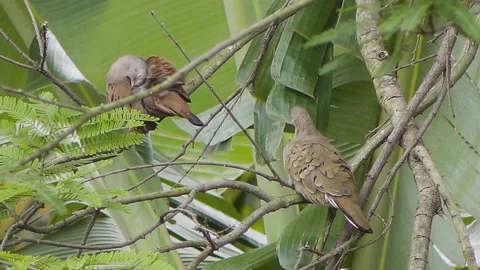 Two birds lodged in the tree Stock Footage 97070907