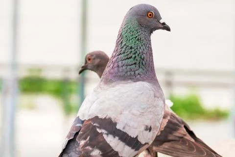 Two birds looking at the camera. Stock Photos