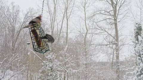 Two birds, a nuthatch and a junco, eating, hanging from a feeder with a squar Stock-Footage 170410992