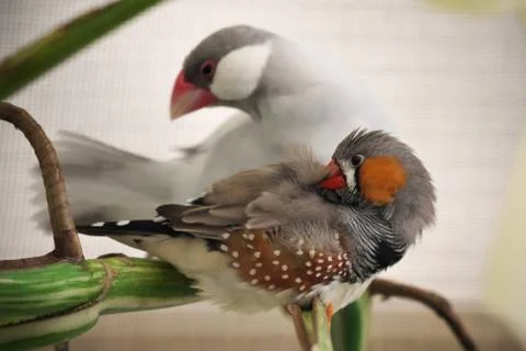 Two birds, one silver java finch and one zebra finch, perched on the branch Stock Photos