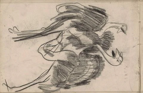 Two birds with opened pelvis. Leaf 9 Verso from a sketchbook with 19 sheet... Stock Photos