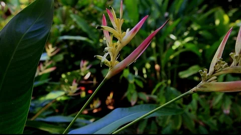 Two Birds Of Paradise Stock Footage 104279669