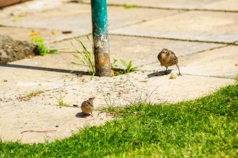 Two birds on the pavement, close up  Stock Photos