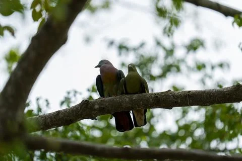 Two birds perch calmly on a tree branch Stock Photos