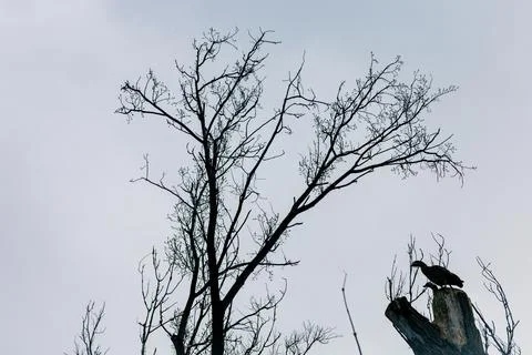 Two birds perch on a weathered tree stump, silhouetted against a bright, over Stock Photos