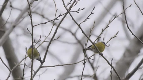 Two birds perched on a branch. One Flies off. Phrygilus patagonicus. Vídeos de archivo 248330676