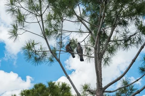 Two birds perched on a branch of a pine tree against a bright blue sky with Stock Photos