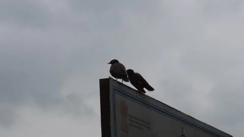 Two Birds Perched 库存影片 340785736