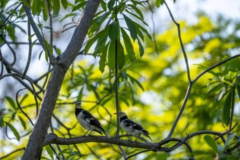 Two birds perched on leafy tree branch Stock Photos