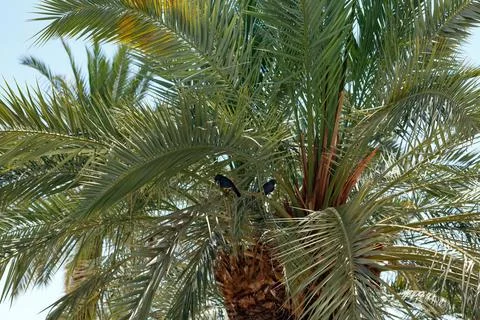Two birds perched on a palm tree with dense, vibrant green fronds creating a  Stock Photos