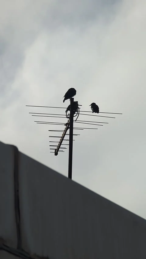 Two Birds Perched On Rooftop Television Antenna Vertical 4K Footage Silhoue.. Stock Footage 336617243