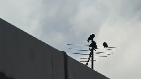 Two Birds Perched On Rooftop Television Antenna Horizontal 4K Footage Silho.. 库存影片 336617246