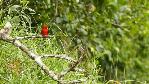 Two birds perched on same branch to over view lush valley Stock Footage 123556306