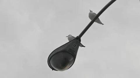 Two birds perched on street light in a parking lot with overcast skies.mov Video stock 339143744