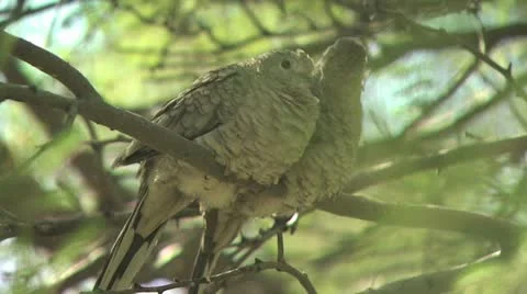 Two Birds Perched On A Tree Branch Video stock 19053605