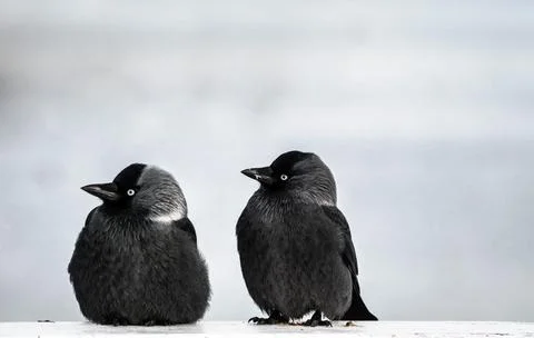 Two Birds Perched on a White Surface Stock Photos