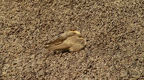 Two birds perching on husk Stock Footage 54590475