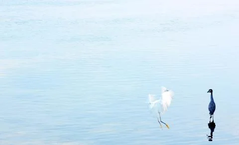 Two birds 写真素材