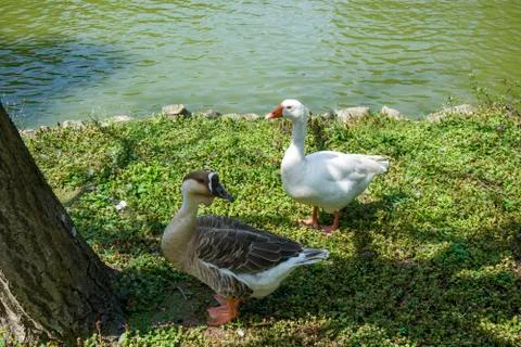 Two birds Stock Photos