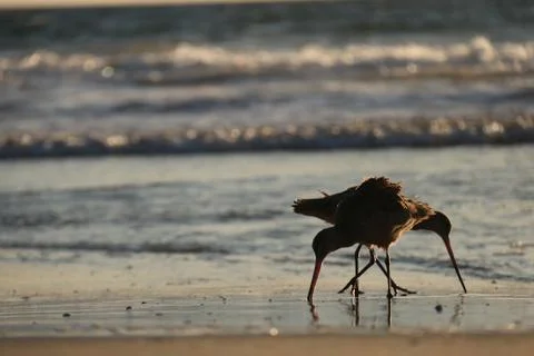 Two birds Stock Photos