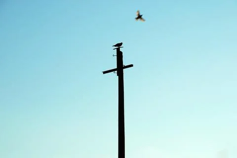 Two birds Stock Photos