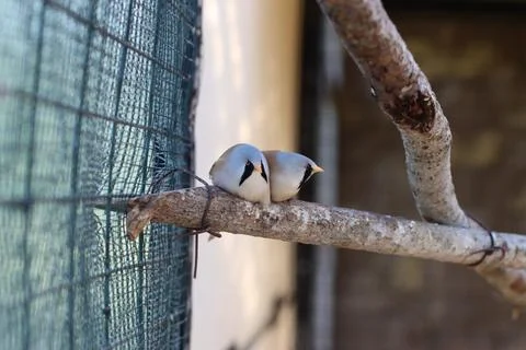 Two birds Stock Photos