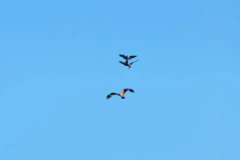 Two birds of prey attack a kite Stock Photos