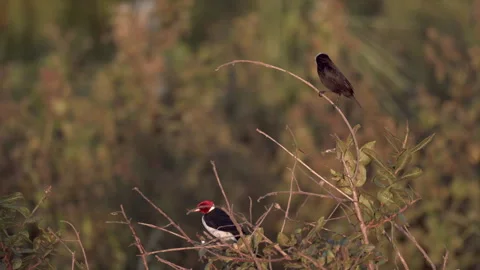 Two birds Red-capped cardinal and White-headed Marsh Tyrant flycatcher marsh 스톡 동영상 331150250