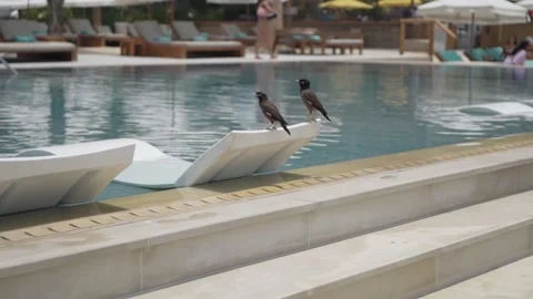 Two birds relax by the pool with clear blue water at the hotel in Dubai Stock Footage 246089433