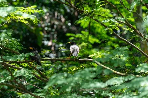 Two birds rest on a tree branch, surrounded by dense green leaves Stock Photos