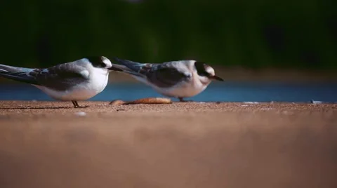 Two birds on a riverside dock Video stock 65524307