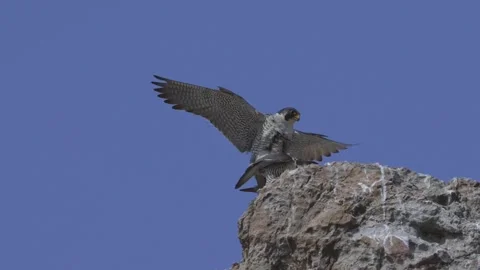Two birds on the rock  Stock Footage 252436396