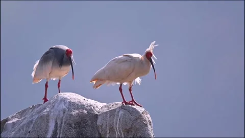 Two birds on the rock  Video stock 252436570