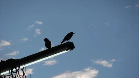 Two Birds Silhouette . Stock Photos