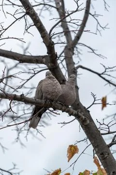Two birds sit on a tree branch in an overcast sky during a cool afternoon Stock Photos