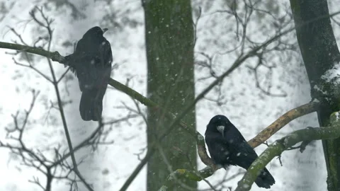 Two birds sit on the tree during winter in 4k slow motion 60fps Stock Footage 169274910