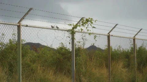 Two birds sitting on barbed wire fence Stock Footage 146663367